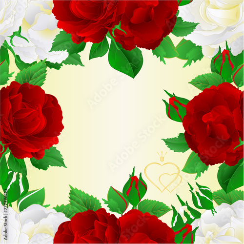 Seamless frame two white and red roses festive background greeting card vintage vector botanical illustration editable hand draw