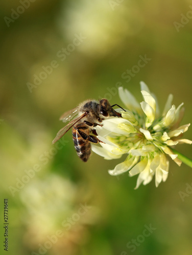 bee on white flower © Recebin