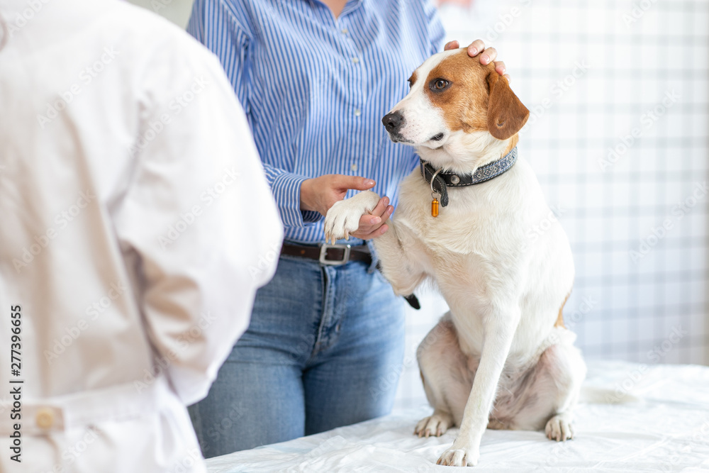 The dog on the table in a veterinary clinic. Waiting for a doctor. Blurred background of veterinary clinic.