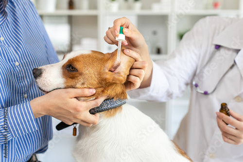 The vet buries drops in the ears of the dog. The owner keeps the dog. Blurred background of veterinary clinic. photo