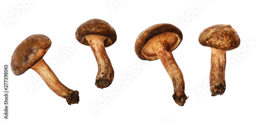 Set of wild mushrooms
