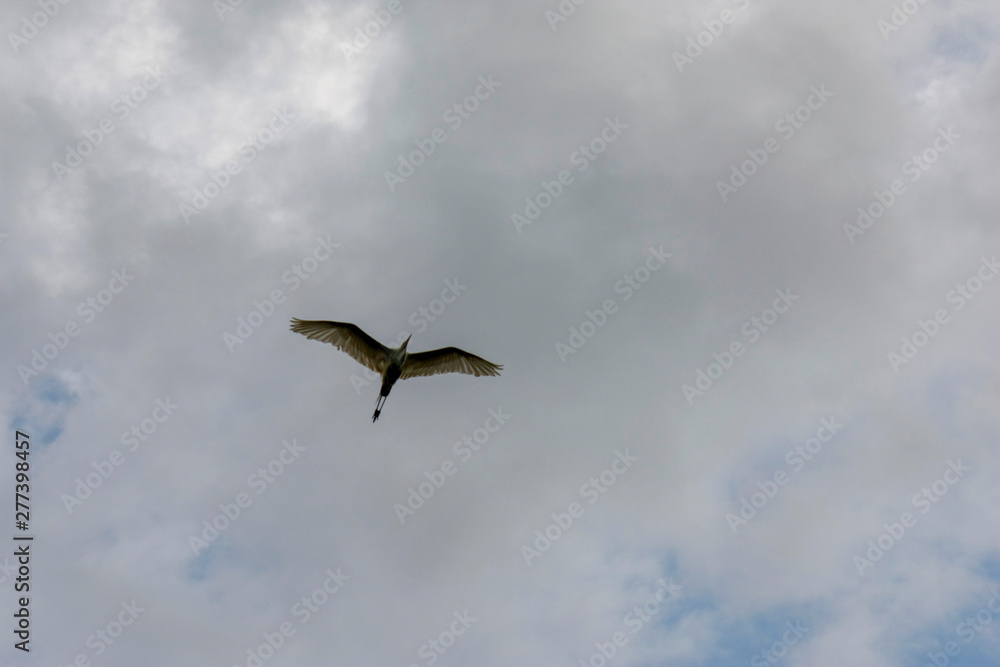 Obraz premium Black crowned night heron in flight under a gray cloudy sky Nycticorax nycticorax