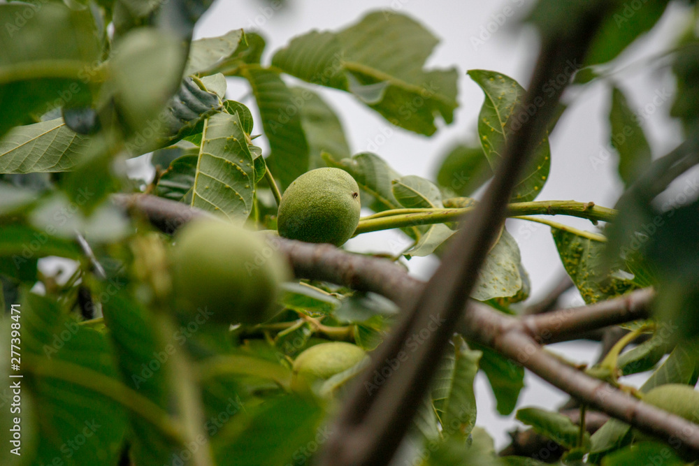 Black walnut tree Juglans nigra with a photo of the end of the fruit grows on a branch Black walnut tree Juglans nigra with a photo of the end of the fruit grows on a branch