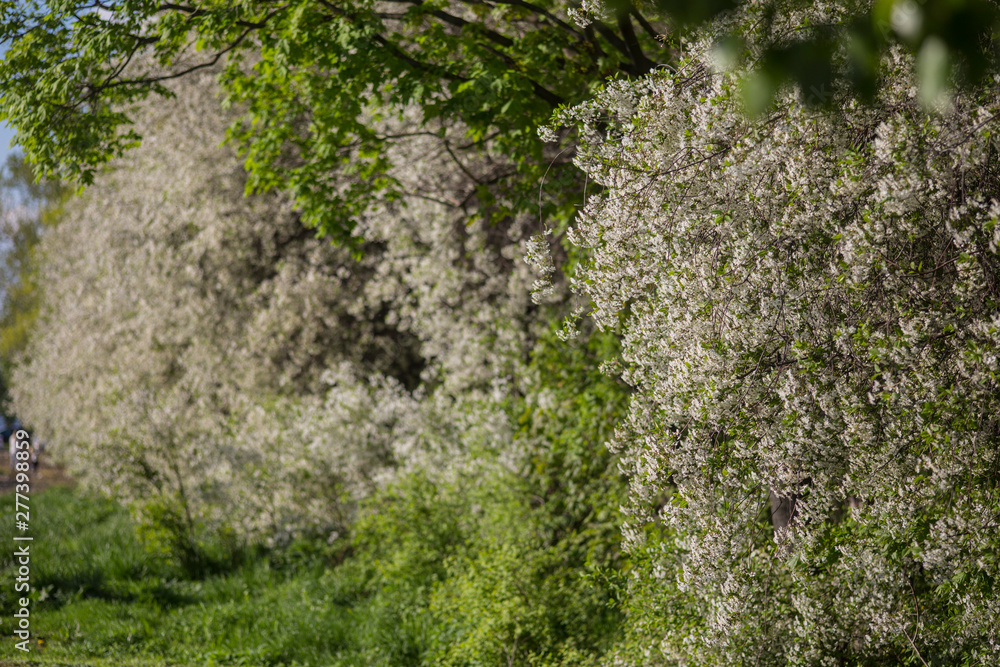 Spring Spring