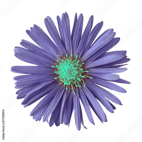 Indigo cyan flower isolated on white background with clipping path.. Close-up. Nature.
