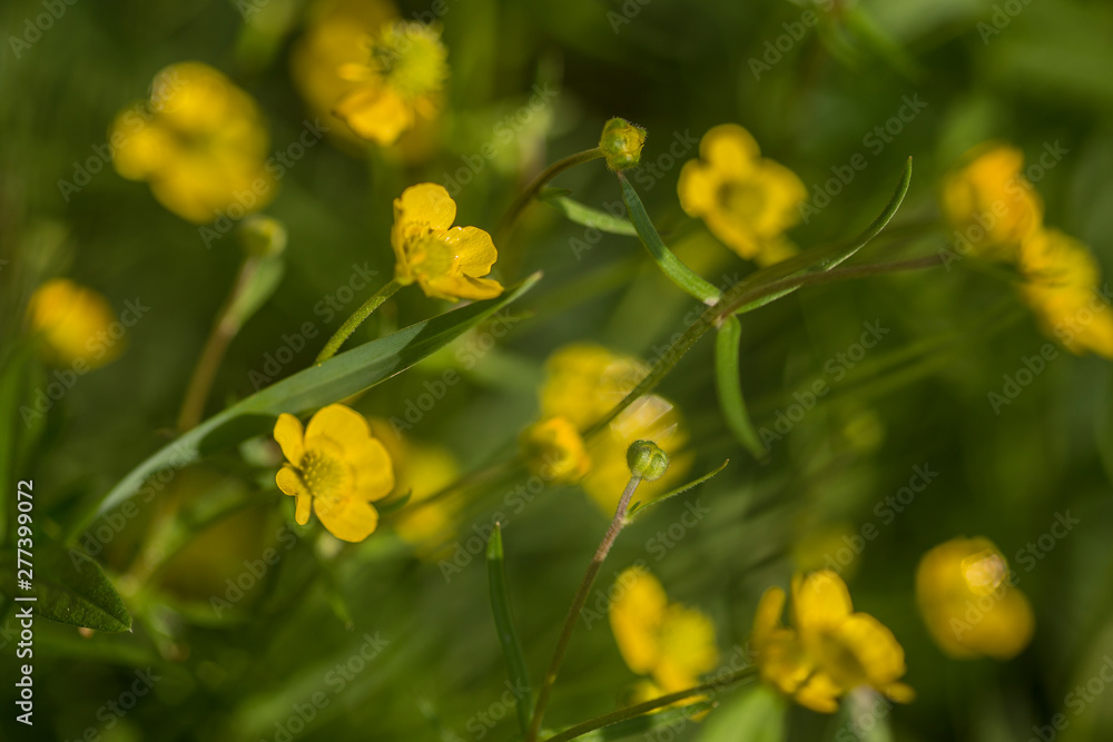 Obraz premium Spring