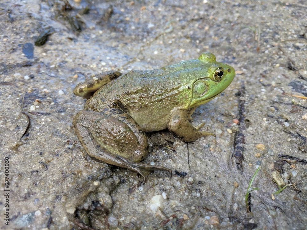 Obraz premium frog