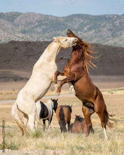 Wild Horses in the West Desert of Utah