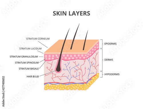 Skin layers: Epidermis, Dermis, Hypodermis isometric vector illustration
