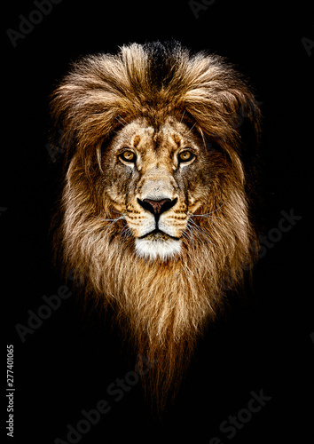 Fototapeta Naklejka Na Ścianę i Meble -  Portrait of a Beautiful lion, lion in dark. Royal Portrait.