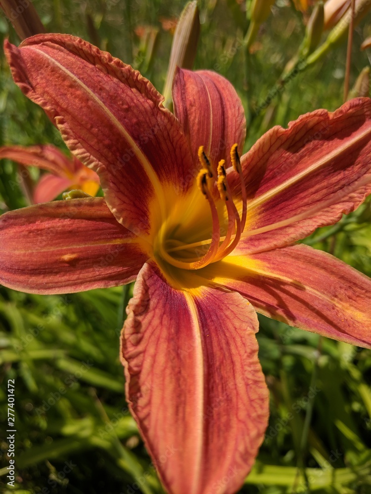 Day Lily 5 Day Lily 5