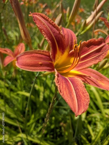 Day Lily 6 © stacey