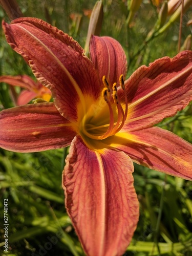 Day Lily 5