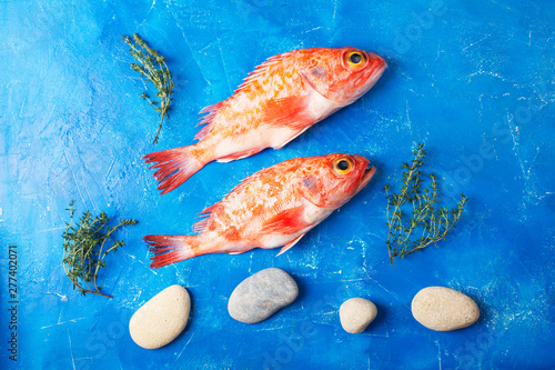 Sebastes or red sea bass on blue background photo