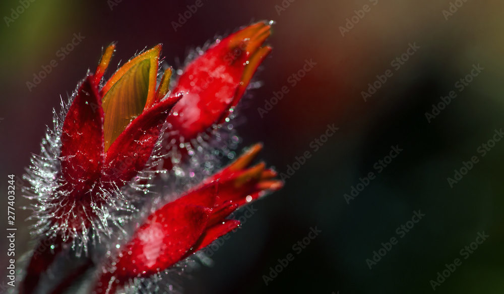 Allphotokz Flover 20160808 1193 D810 Allphotokz Flover 20160808 1193 D810