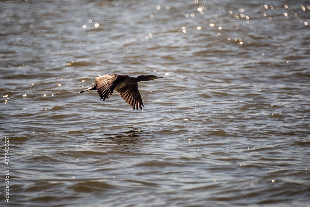 female cormorant hunts on the coast of the Azov Sea female cormorant hunts on the coast of the Azov Sea
