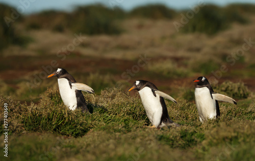 Group of Gentoo penguins walking on grass