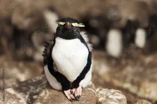 Southern rockhopper penguin sitting on a rock