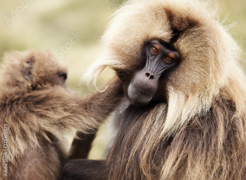 Close up of grooming Gelada monkeys