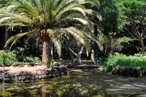 Flamingos in the water and under palm trees. Oasis Park  Fuerteventura  Canary Islands