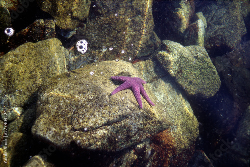 Starfish, Asteroidea, Saanich Inlet, Sidney, Vancouver Island, British Columbia, Canada © Klaus Nowottnick