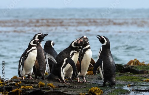 Group of Magellanic penguins standing on a shore