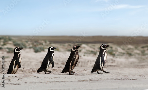 Group of Magellanic penguins heading to sea for fishing