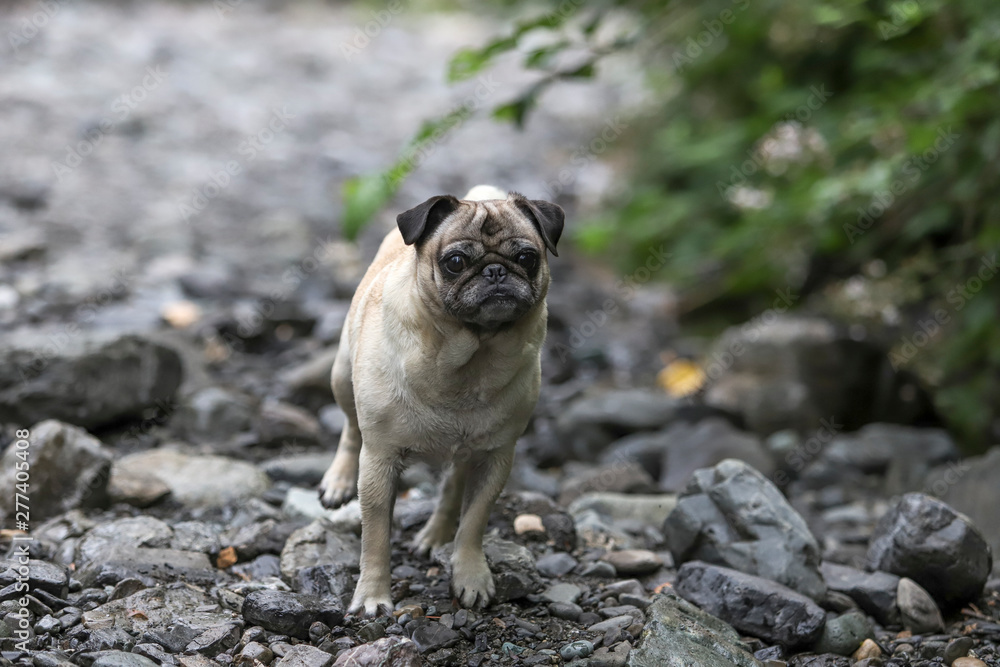 Obraz premium Pug Running