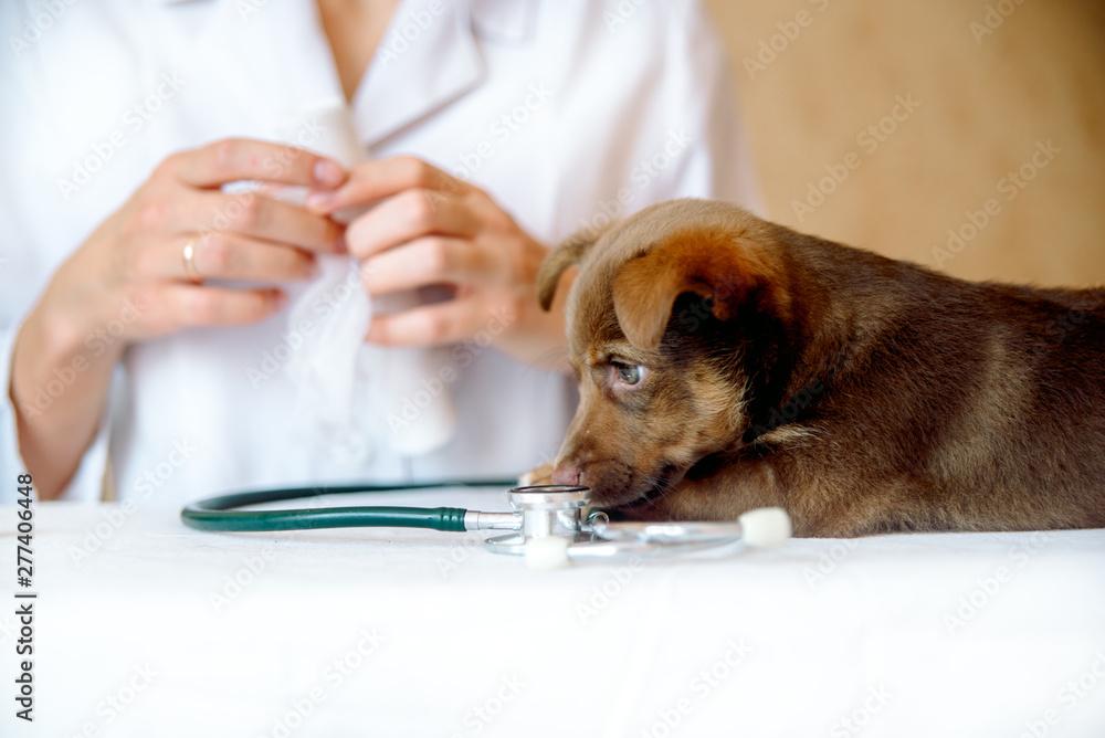 Cute labrador puppy dog sitting confortably in the arms of veterinary healthcare professional - close up Cute labrador puppy dog sitting confortably in the arms of veterinary healthcare professional - close up