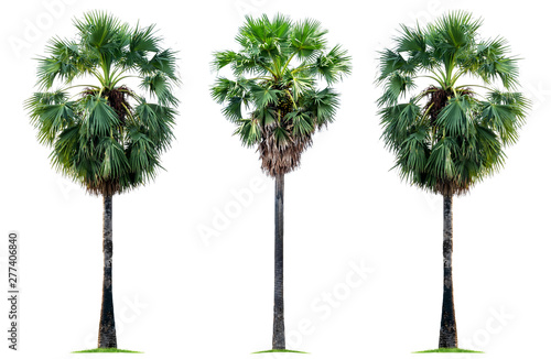 Three tropical sugar palm trees isolated on a white background. File contains with clipping path so easy to work. © NOOMUBON PHOTO