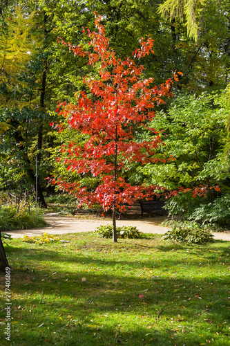 Oak tree with reddened leaves against green trees.