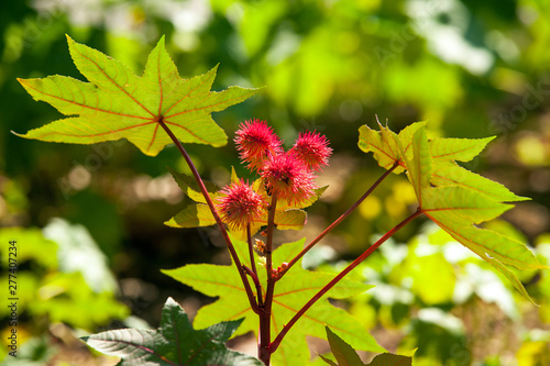 Castor oil plant detail