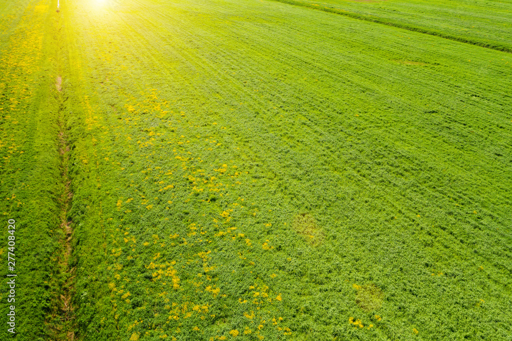 Green meadow at sunset aerial view Green meadow at sunset aerial view