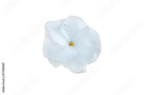 White flower isolated on a white background, File contains with clipping path so easy to work.