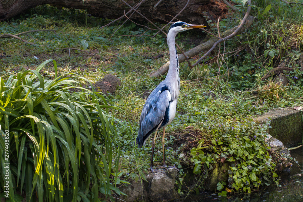Fototapeta premium great blue heron