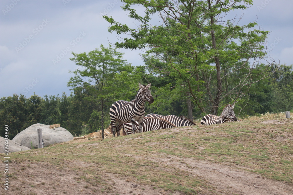 Fototapeta premium zebra