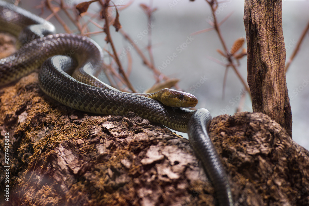 Fototapeta premium snake