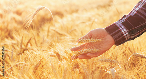 Billede på lærred Farmer man checks the maturity of rye ears in the field at sunset