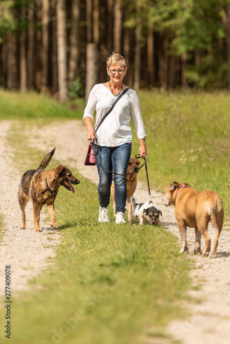 Dog sitter is walking with many dogs on a leash. Dog walker with different dog breeds in the beautiful nature