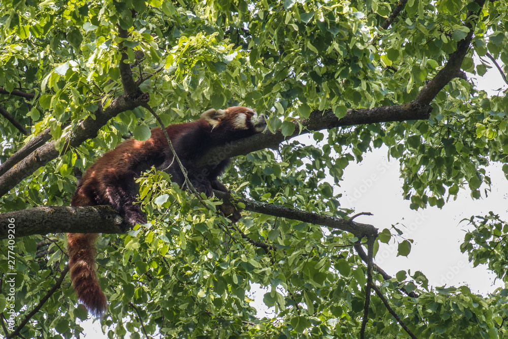 orange panda orange panda