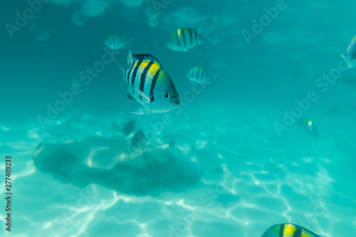 Curious fish. Shoals of fish under water in the ocean. The sun s rays rush to the bottom