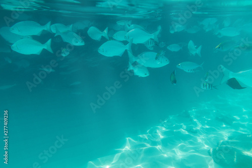 Shoals of fish under water in the ocean. The sun's rays rush to the bottom