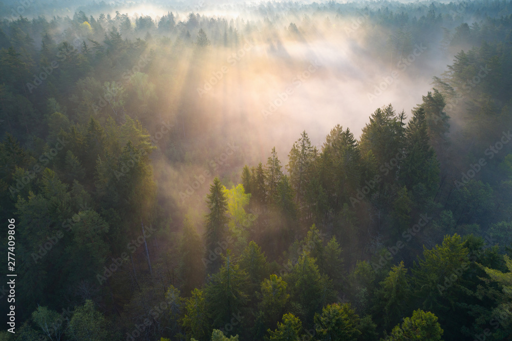 Foggy morning in a forest Stock Photo | Adobe Stock