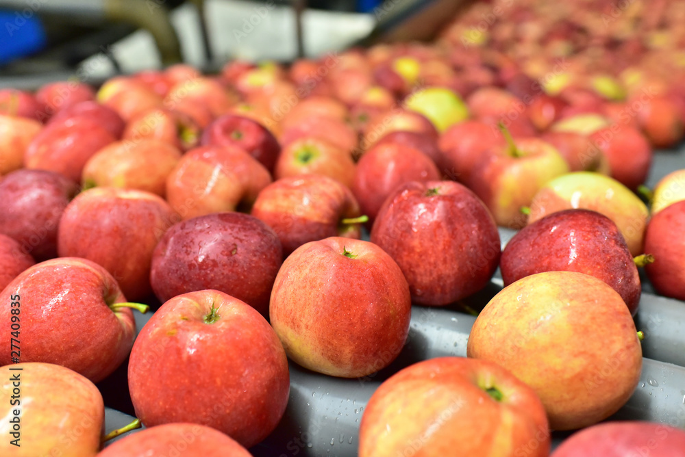 transport of freshly harvested apples in a food factory for sale transport of freshly harvested apples in a food factory for sale