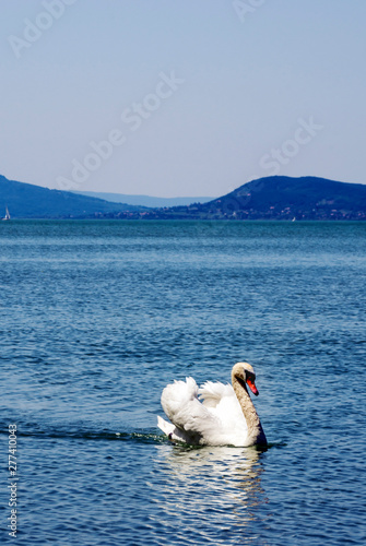 Fototapeta Naklejka Na Ścianę i Meble -  Ducks in the balatonlelle lake in a sunny day.