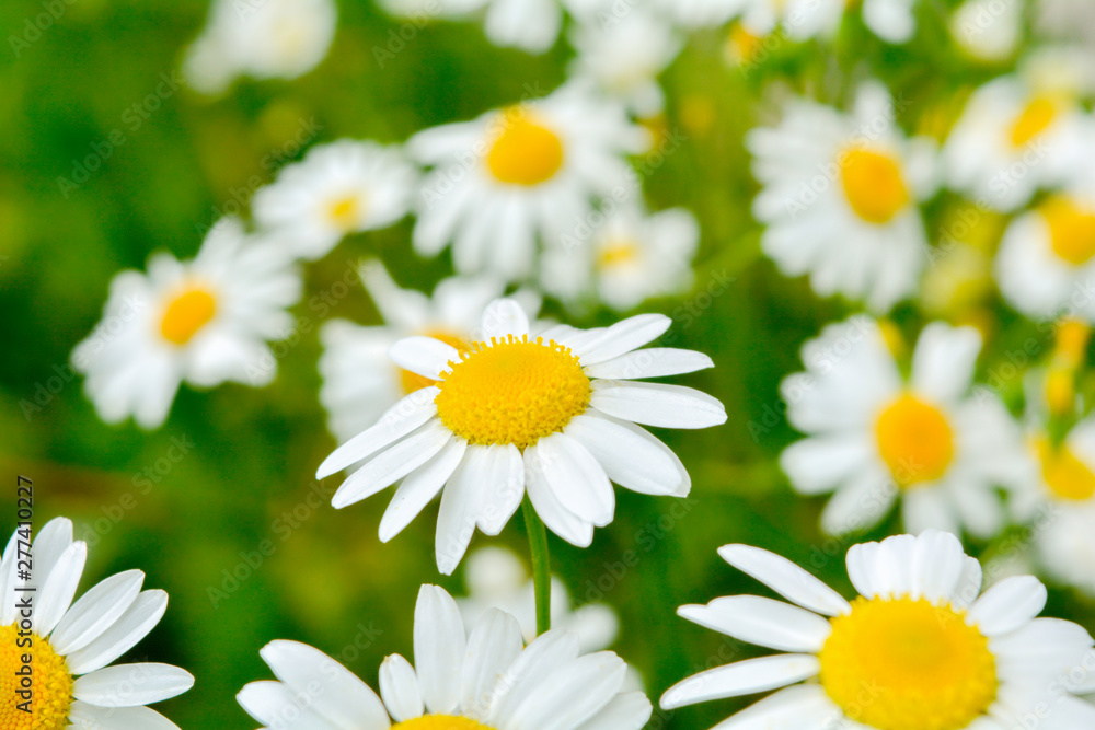 Fototapeta premium Medicine chamomile flowers. Aromatherapy by herbs camomile daisy flowers