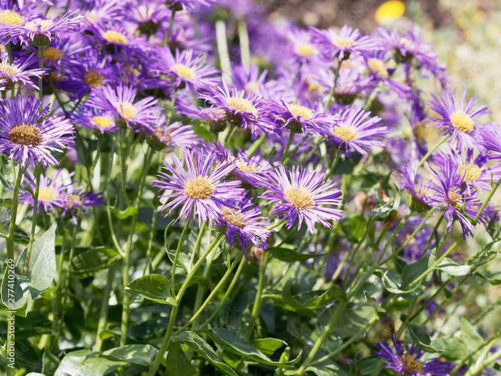 Fleurs Aster d'été aux fines ligules de couleur bleu violacé Fleurs Aster d'été aux fines ligules de couleur bleu violacé
