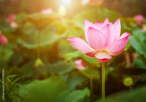 Beautiful lotus flower blooming and green lotus leaf background in pond. Blank copy space.