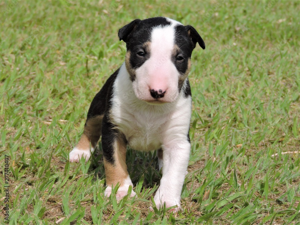 little dog - puppy bull terrie little dog - puppy bull terrie