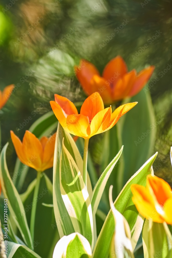 Beautiful orange and yellow tulip field in spring, natural background. Beautiful orange and yellow tulip field in spring, natural background.